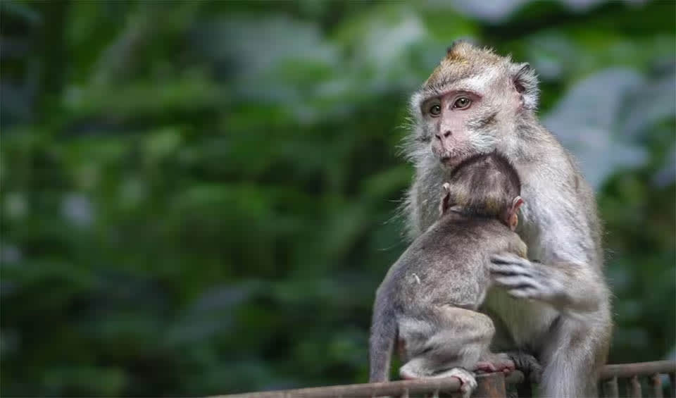 Crab-eating macaque facts, distribution & population | BioDB